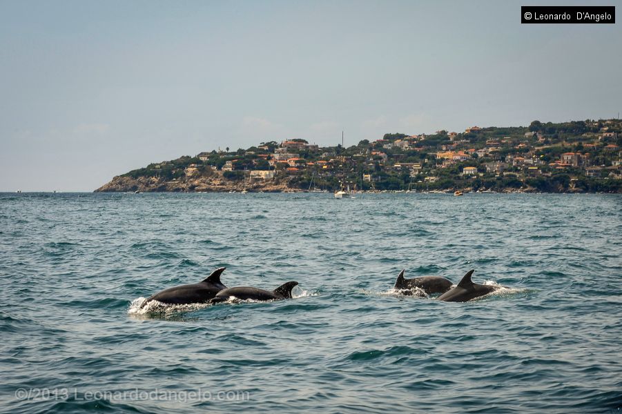 Delfini a Gaeta