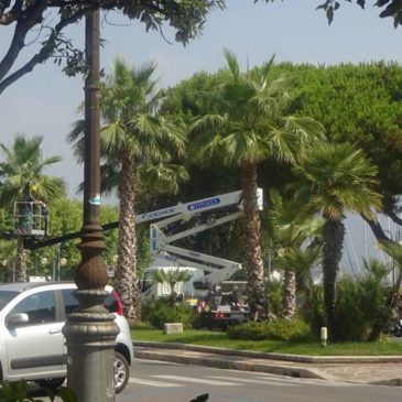 Gaeta cantiere aperto: iniziano i lavori di potature delle palme in Via Lungomare Caboto