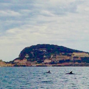 *Foto* Delfini a Gaeta: la meta ambita del Tirreno dai mammiferi del mare 