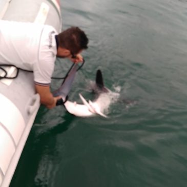 Squalo nel Golfo: Ecco il video della liberazione al largo delle acque di Scauri