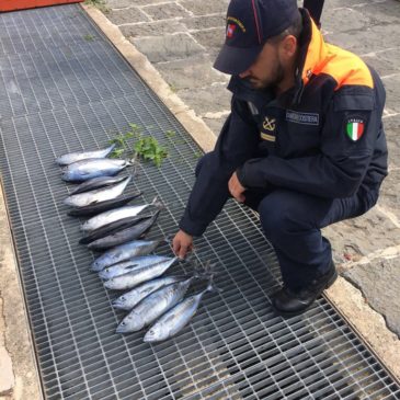 Gaeta: 8000€ di verbale per aver pescato 48 tonni rossi