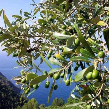 Gaeta: Ancora furti e danni alle Aziende Agricole per la produzione di Olio