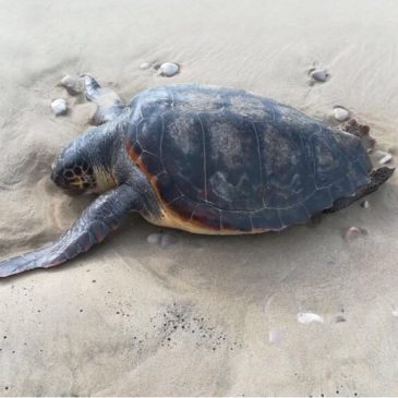 Sant’Agostino: una Tartaruga Marina trovata spiaggiata