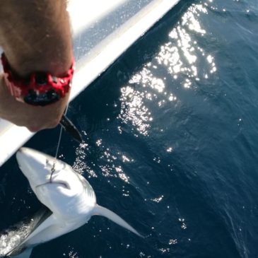 Golfo di Gaeta: uno squalo azzurro pescato e rilasciato vivo