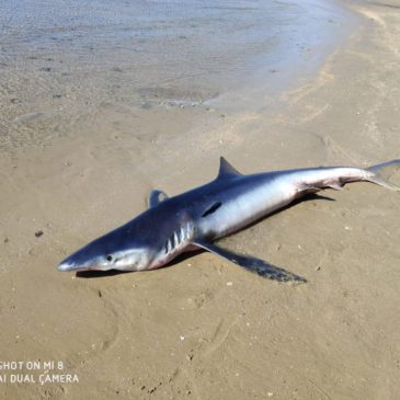 Squalo azzurro sulla spiaggia di formia: in corso le operazioni di recupero